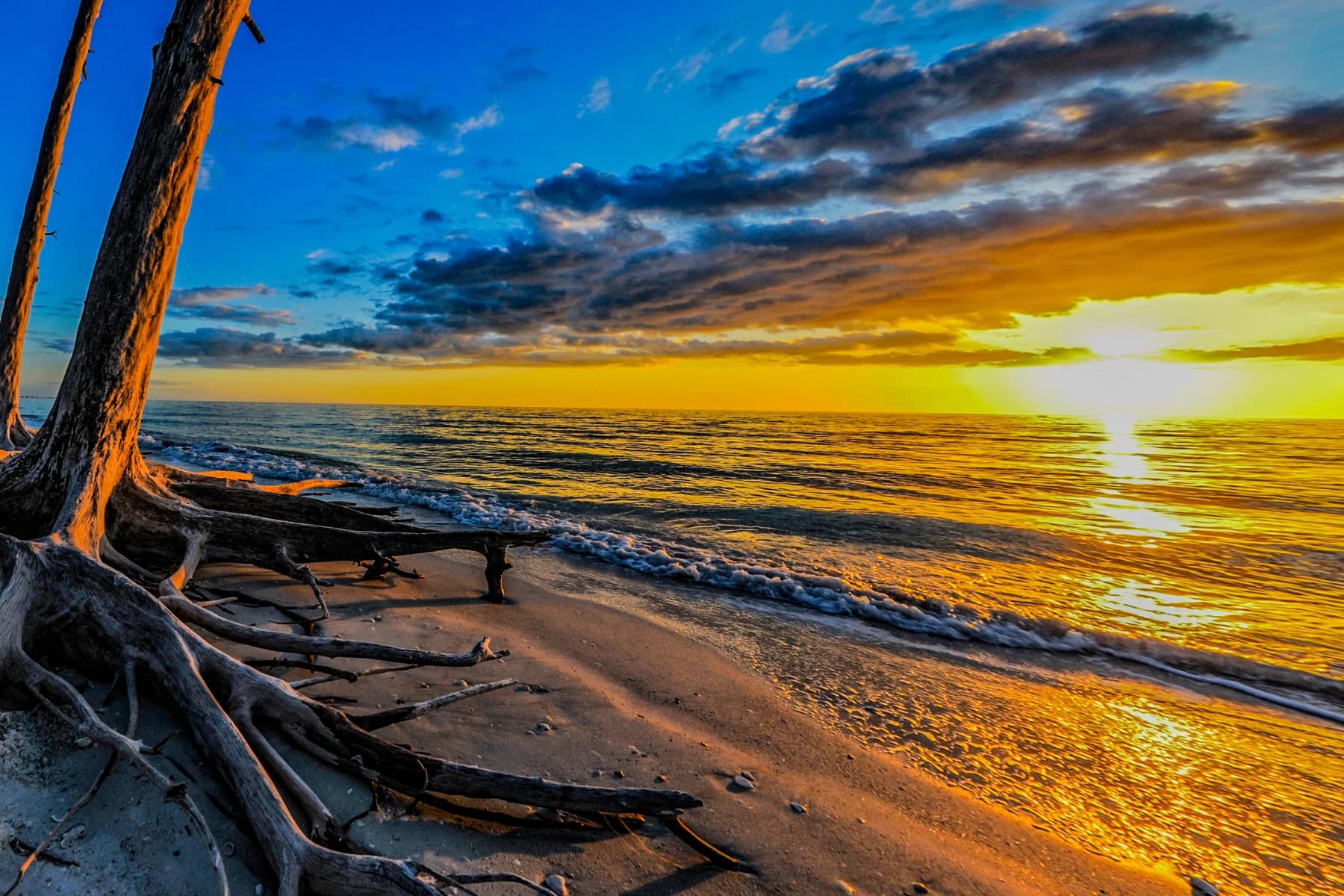 Golden sunrise over the ocean with gentle waves and driftwood trees and roots in the foreground on a sandy beach.